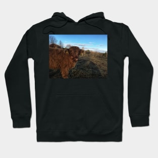 Scottish Highland Cattle Calf 1840 Hoodie